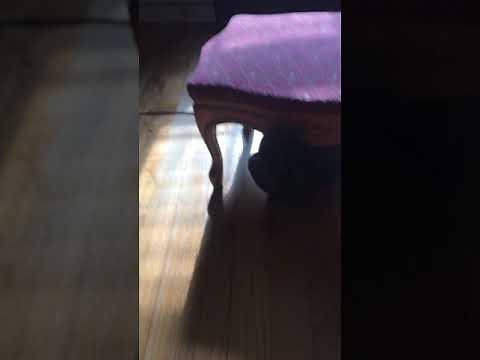 The dreaded side effects of Wondercide Flea & Tick on Kittens