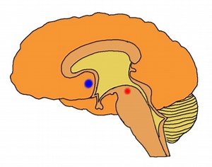 2-Minute Neuroscience: Reward System