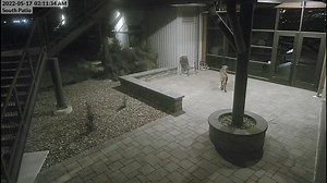 36K views · 211 reactions | MOUNTAIN LION VIDEO: The Great Falls Police Department is warning people about mountain lion that was spotted outside the Loenbro in Black Eagle, north of Great Falls. Should you see the large cat, call 911. Please do not approach it. | NBC Montana | Facebook