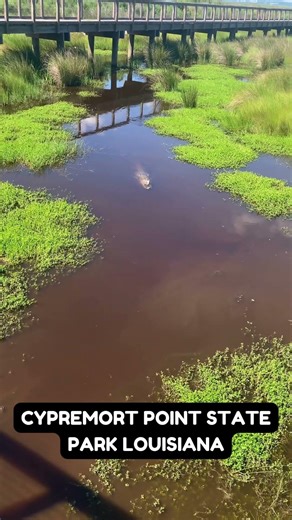 ALLIGATORY IS AN UNDERSTATEMENT IN LOUISIANA! 🐊😬 #alligator