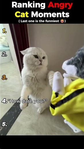 Ranking ANGRY Cat Moments 😡 #cat #pets #shorts #funny