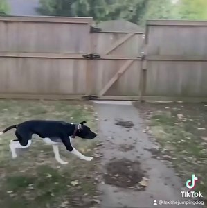 8.7K views · 561 reactions | Lexi is here to show you her best spring forward. Now, time to change the oven clocks. Featured Jumper ➡️ @lexithejumpingdog | Natural Dog Company | Facebook