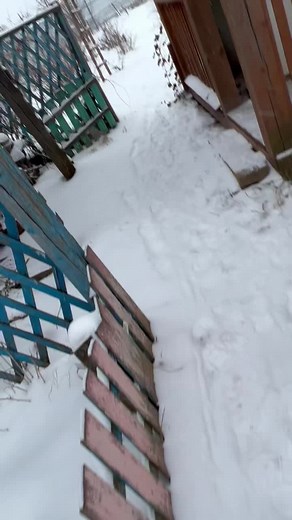 Рыжик Черныш и Пиксель родные братья #коты #котята