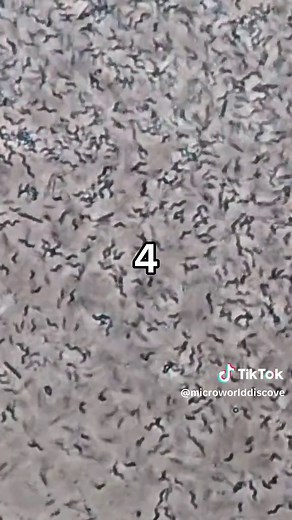 Exploring Bacteria Under the Microscope