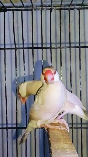 TM Aviary MultanFawn Java Breeder pair2 Pairs Available Price Inbox, #foryou