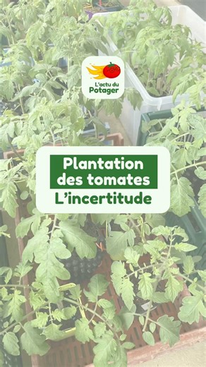 🍅 When will the planting take place?