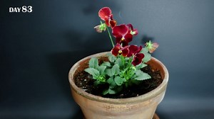Growing pansy flower from seed (89 days time lapse)