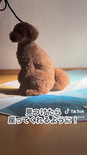 #ドッグトレーナーの日常 #犬のしつけ #ドッグトレーニング #お散歩トレーニング