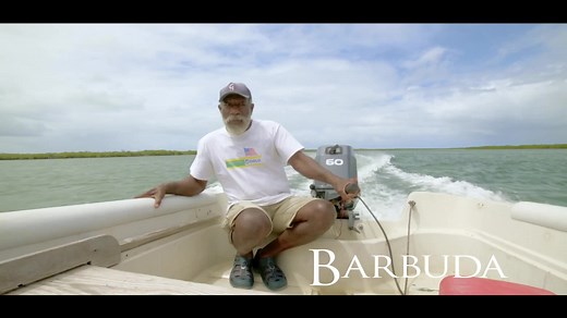 4.6K views · 108 reactions | We explore Barbuda's Frigate Bird Sanctuary, with Barbudan George Jeffrey. A short boat trip takes you to the tranquil location, where the birds can be spotted relaxing in the national park. Visit between late September to the end of February, to witness the males in abundance, as they enthusiastically puff their vibrant red pouches to attract female companions. #barbuda #beautifulbarbuda #loveantiguabarbuda | Antigua and Barbuda Tourism Live | Facebook