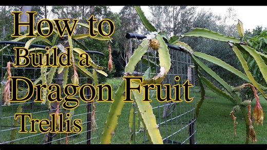 Transforming my dragon fruit patch: Sturdy DIY trellis upgrade & garden tips!