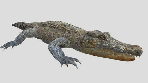 Crocodile Rig - 3D model by farhananime