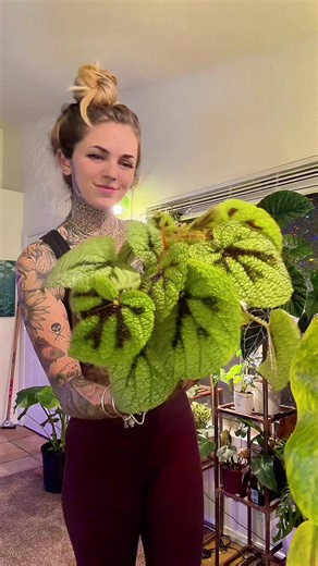 Exploring My Begonia Collection: A Plant Lover's Guide