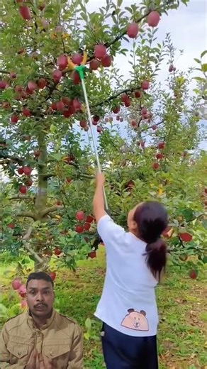 No Ladder Needed! This Apple-Picking Tool Is a Game Changer! #shortsfeed #shorts #trending