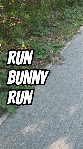 Run bunny run