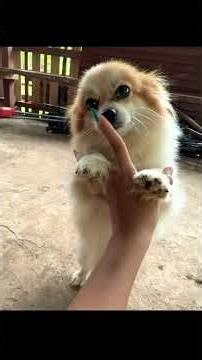 Cute Small Dog | Puppy Bear