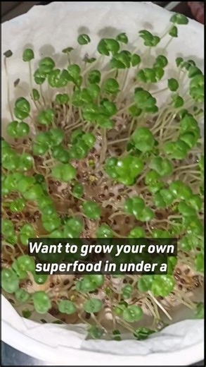 #chiamicrogreens #youtubeshorts #microgreensomelette #shorts