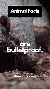 Animal Facts | Armadillo facts. #shorts
