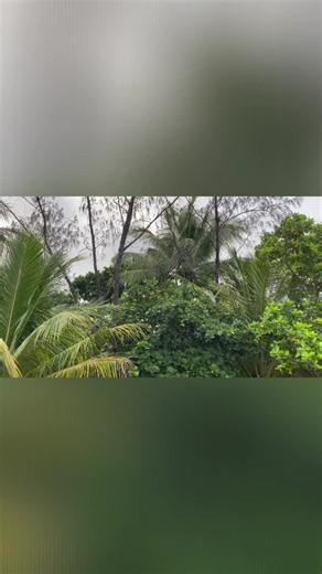 This guy climbed a freaking coconut tree!!! 🤯
