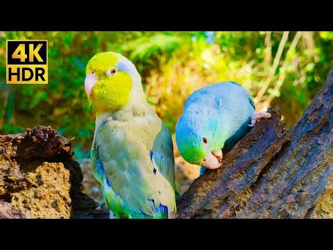 Cute Parrotlets Nibbling Wood & Cheerful Chirps | 1 Hour Forest Ambience