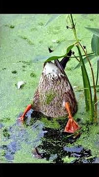 Plants adapt to life on land | Concepts of Biology #learnwithgs