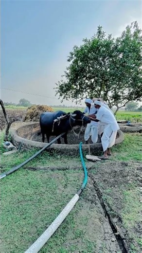 Buffalo fell into the well #viral #trending #shorts #scorpio #jcb #farming #lifeisbutadream #ytsh...