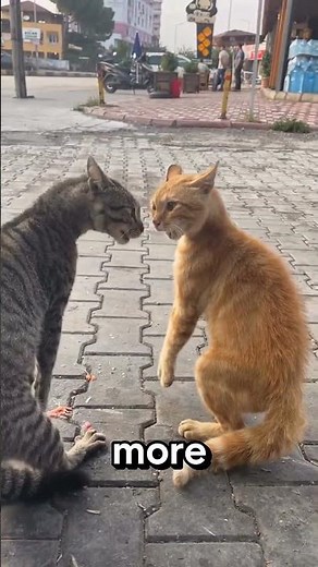 Why Cats Scream Before They Fight! 🙀 #Shorts