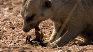 How Meerkats Survive Venomous Scorpion Stings | Britannica