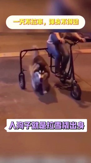 #dog #animals #dubbing #funny