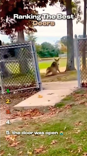 Raking The Best Deers videos from the Internet #shorts #fails