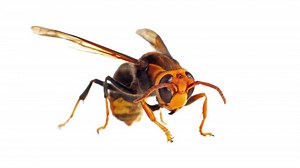 Watch out: ‘Murder hornets’ could threaten US honeybee population