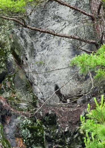 ハヤブサ幼鳥エサのハトを受け取り大喜び 戸惑うメス