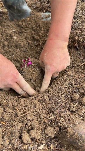 Slow & steady wins Hand-digging perfect yams