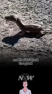 4.4K views · 181 reactions | Rescuing a Lonely Baby Stoat: A Heartwarming Transformation with a New Friend. #animals #natureandwildlifetv #wildlife #stoat | Nature and Wildlife TV | Facebook