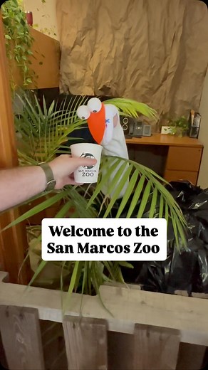 4.1K views · 54 reactions | This Halloween Visit San Marcos and Downtown San Marcos decided to embrace our wild side and for one day (and one day only) open the San Marcos Zoo. Which zoo animal is your favorite? | Visit San Marcos, Texas | Facebook