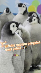 4.8K views · 193 reactions | Cute alert! 13 baby emperor #penguins, born and bred at Chimelong Ocean Kingdom in China's Zhuhai, have made their debut. #cute #China #ZhuhaiChimelong #emperorpenguin | China Xinhua News | Facebook