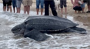Ova kornjača je imala sreće - spasioci su joj pomogli da se vrati kući - u Atlantski okean 🐢🌊🥰 https://bbc.in/3pAodjW | BBC News na srpskom
