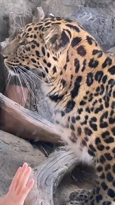 2.1K views · 29 reactions | Primarily found in Russia and China, Amur...