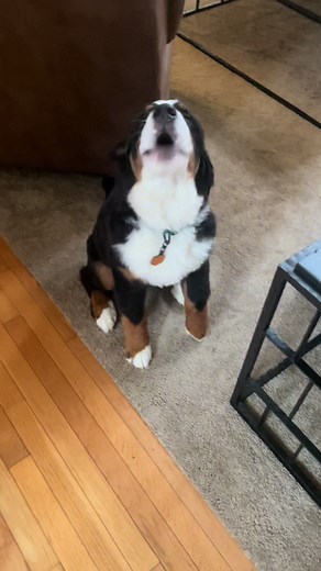 Learning to Say 'I Love You' - Adorable Bernese Mountain Dog Puppy