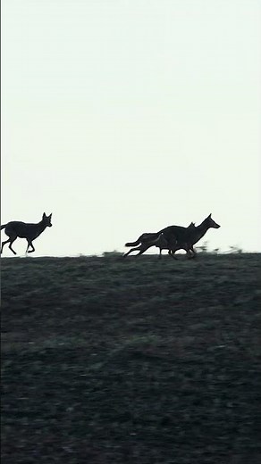 We played fawn distress calls... and this happened! #hunting #coyote #kentucky #outdoors