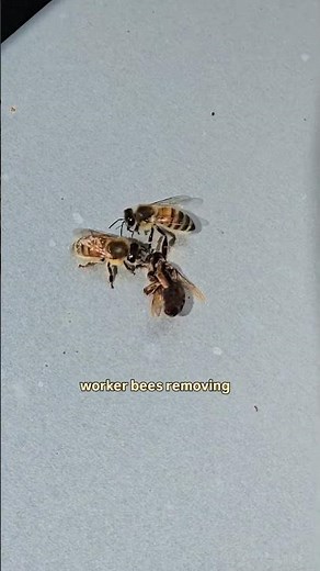 Honeybee queens kill each other 😲☠️ When a colony has decided that their queen is too old and