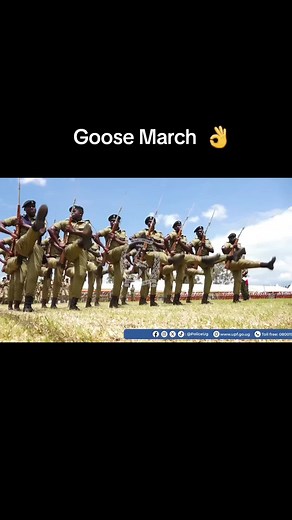 Marching Goose Parade: Musical Geese in Formation