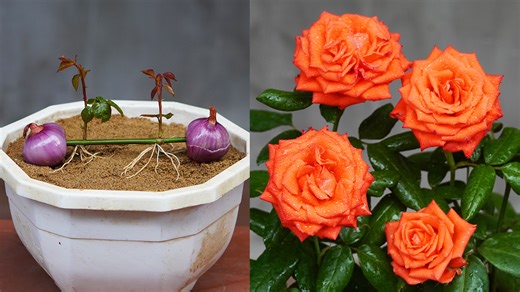 454K views · 4.5K reactions | How to Propagate Roses Easily at Home for Stunning Blooms | Garden Craft | Facebook
