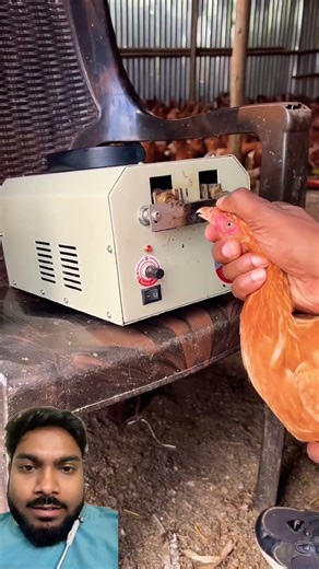 Chicken beak cutting machine #trendingshorts #viralshorts #tiktok #chicken #chickenfarming #farm