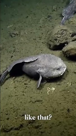 Cyclops Sharks and the True Story of the Blobfish: Deep-Sea Wonders Explained