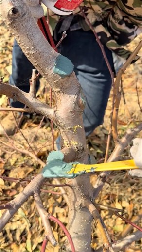 Protecting Your Fruit Trees After Pruning #farmingtech