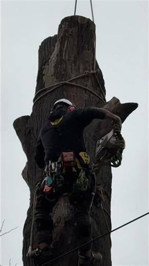 Giant Crane Pick | STIHL 500i Making the Cut 🌳 #climbing #chainsaw #stihl