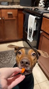 292K views · 4.1K reactions |  Just a tiny bite... said every dog before devouring the whole thing!  Solo un mordisquito… lo dijo cada perro antes de devorarse todo! ️ | Cesar Millan | Facebook