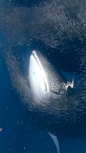 Whale sharks can grow up to 40 feet long! Let’s ensure these majestic creatures continue to thrive. 🐋​ Repost from: @tomcannonphotography ​ #Discovery #DiscoveryChannel #DiscoverySEA #InternationalWhaleSharkDay #WhaleSharks #underwatercreatures | Discovery Channel Southeast Asia
