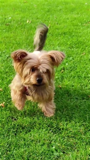 Yorkie RUNNING WILD on grass got me 💀 #yorkshireterrier #dogshorts #cute