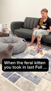 292K views · 2.1K reactions | When the feral kitten you took in last Fall … 殺 Baby is bonded to her dad Blue but has still remained mostly terrified of humans even after being indoors for now over 9 months. #catmom #catlover #catlife #rescuecats #cats | Baby and Blue | Facebook